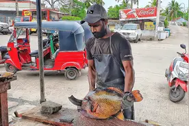 身披铠甲防弹衣的泰坦扳机鱼，看外国人怎么杀了吃，刀工手法一流视频封面