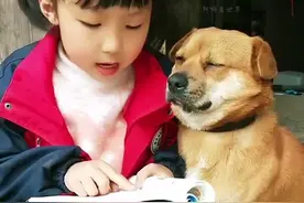 全网最有文化的狗狗，凭借着陪读火爆全网#狗狗的日常#狗(2)视频封面