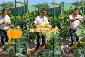 家庭菜园贝贝南瓜如何整枝