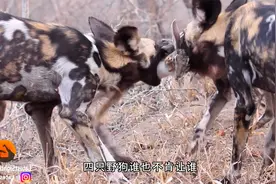 非洲野狗咬合力有多强？一只兔子瞬间被撕成两截，太惨了！视频封面