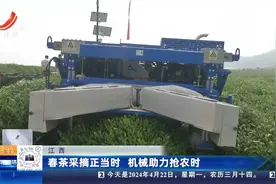 江西：春茶采摘正当时 机械助力抢农时视频封面
