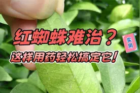 柑橘红蜘蛛难治？这样用药轻松搞定它！视频封面