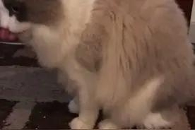 猫儿子第一次见到猫爸爸会怎么样……视频封面