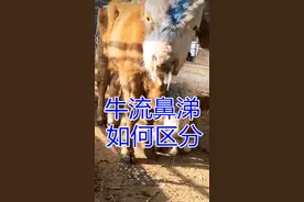 牛流鼻涕怎么办视频封面