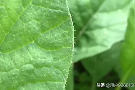 拔萝卜呀拔萝卜图片