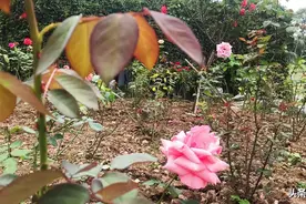坐标广东省东莞植物园图片
