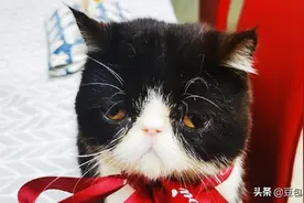 我叫豆包，是只小加菲，我爱你们关注我！图片