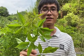 随处可见的黄荆全身都是宝，功效让人意想不到，快来了解一下吧！