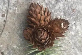 农村不值钱杉树果真是厉害了？现在知道还不晚，为家人收藏