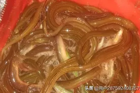 捉泥鳅提黄鳝遇大蛇图片