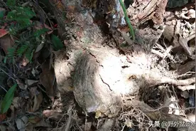 精品山木香盆景桩，嫁接月季花，五味子桩，果子很漂亮，可以吃图片