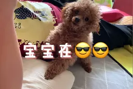 当狗子听到主人放屁时这个反应，铲屎官没想到#居家铲屎官#