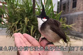 小伙分享养鸟经验，小鸟没精神是否生病，它是这样分辨的
