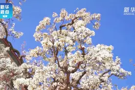 视频 | 黄河旁古梨园梨花绽放视频封面