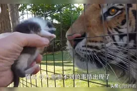 将小猫放在老虎面前，它能够认出是自己的孩子么，老外就实验了视频封面