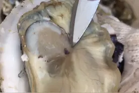 你见过还会动的生蚝吗