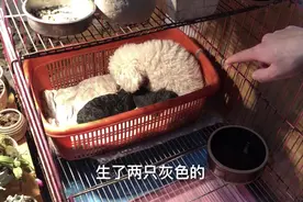 白泰迪生出来的幼犬是黑色的，主人却说是灰色？到底怎么回事呢？视频封面