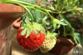 把草莓和它种一起，好处多多，顺利结出好多果子