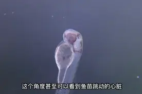 你看过透明的小鱼吗？还能看到心脏在跳动视频封面