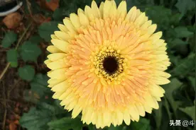 非洲菊(扶郎花)图片