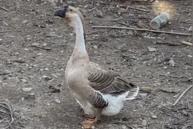 鹅到底吃不吃鱼呢？给大家试一下！鹅的反应好淡定