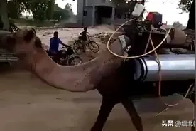 印度是这样消毒的视频封面