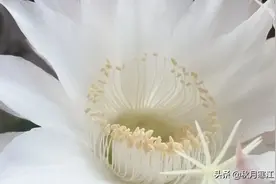 早上开窗看到的惊喜，太美了图片