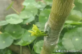 佛手树嫁接了沙田柚和柠檬，在柠檬上又嫁接了沙糖桔和沃柑，全活图片