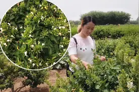 辣妈河北巨鹿釆摘金银花，今年花胜去年红，好花赶不上好行市