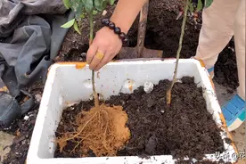 楼顶种两棵砂糖橘，三年就结果，可以吃饭亲手种的橘子了视频封面