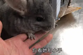 1000块钱的“大老鼠”宠物，可爱呆萌。大家觉得值不值？