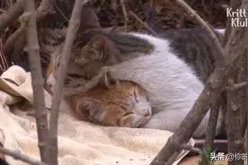 一只腿部残疾的橘猫和另一只猫相依为命……视频封面