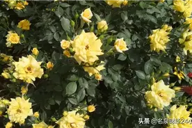 猜猜这是哪，花海啊图片