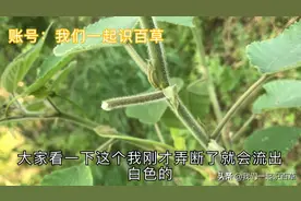 构树用处很多叶子弄破了会流出很多白浆弄到衣服上衣服洗不干净了视频封面