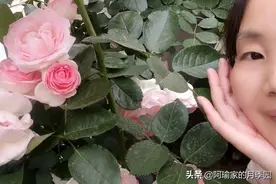 龙沙宝石（粉色）图片