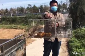给黄鼠狼搬家，别来吃我家的鸡视频封面