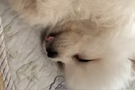 吐舌头是几个意思视频封面