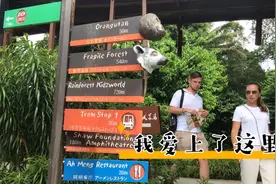 世界十大动物园之一，如同森林中开放式散养，动物过的比人都自在视频封面