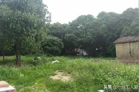 菠萝蜜别名树菠萝，大大的叶子可包棕子，高大的树，四季常青图片