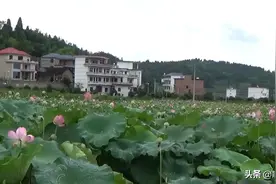 荷花宫样美人妆荷叶临风翠作裳；昨夜夜凉凉似水羡渠宛在水中央。视频封面
