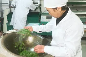 手工龙井茶全过程，难得一见的炒制过程，六小时炒一斤。视频封面