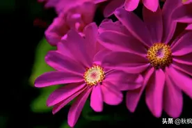 那些花儿！图片
