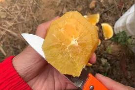 解刨一个坏的橙子，里面的果肉还是很诱人的视频封面