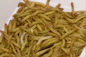 【#欧洲批准食用黄粉虫# 专家：马上上餐桌 富含蛋白质视频封面