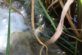 虾塘加水，为什么有鱼儿上岸，