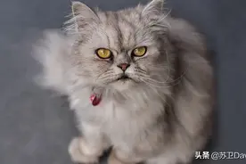 虎视眈眈的猫咪图片