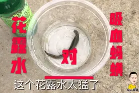 蚂蟥碰到花露水会怎么样，看到视频结果，感觉以后再也不怕蚂蟥了