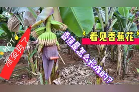 第一次见香蕉花，香蕉是怎样长成的？萝卜姐姐在海南福山长见识了