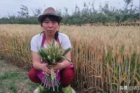 看看陕西关中将要成熟的麦子，这时你才会明白，什么叫丰收！图片