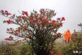 新兴县，天露山的杜鹃花海，雾中看花，别有一番景色图片